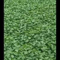 کارگری ونگهبانی انجام می دهم