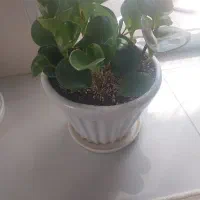 گل طبیعی قاشقی