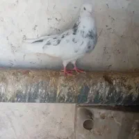 صدا دار نر مست