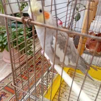 عروس هلندی