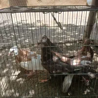 کبوتر