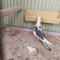 جوجه عروس هلندی