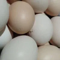 تعداد ۵۰عددتخم مرغ صدرصد محلی نطفه دار
