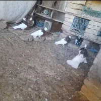 طوقی فروشی ۸ عدد نرو ماده