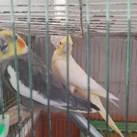 عروس هلندی