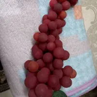 انگور مصنوعی