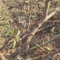 نهال بادام به قیمت ۱۰۰۰۰ تومان