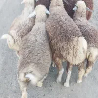بره نر  وماده فروش فوری