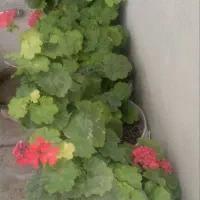 گل طبیعی شمعدانی و حسن یوسف