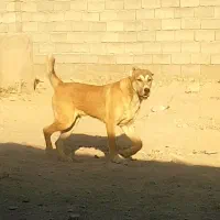 سگ افغان|سگ|گلبهار, شهر جدید گلبهار|دیوار