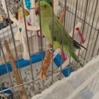 یک عدد جوجه ی ملنگو تقریبا ۵ ماهشه