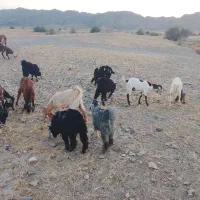 ۲۰ راس کهره نر فروشی