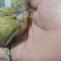 ۱عدد کوتوله زیتونی صورت هلویی سرلاکی