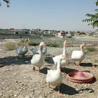شیش عده غاز
