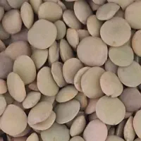 عدس ارگانیک تمیز شده