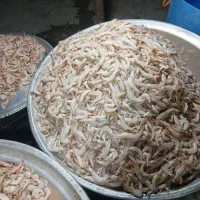 میگو در شادگان