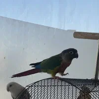 گرینچیک ماده بالغ آماده