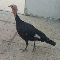 بوقلمون ماده بادوتاجوجه 4ماهه