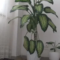 فروش گل دیفن باخیا