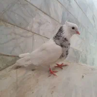 طوقی الماسی