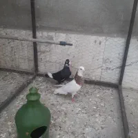 کفتر شهرستانی بلژیکی طوقی