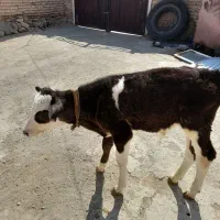 گاو شیری جوان