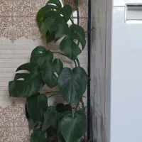 گیاه برگ انجیری با قد بیش از ۱۰۰