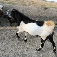 بز نر تکه چاق سنگین وزن ۳ ساله  داشتی  پاکستانینی