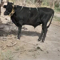 فروش گاو