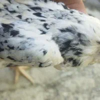 مرغ گلین برا معاوضه