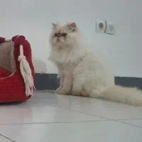 پرشین نر