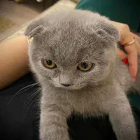 گربه اسکاتیش وارداتی سایز مینیاتوری