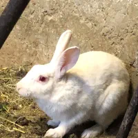 خرگوش نر چشم قرمز