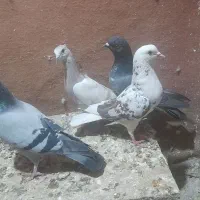 پلاکی