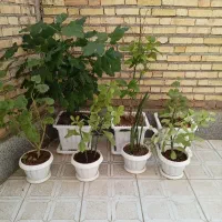 گل طبیعی