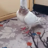 جوجه سرور خطی