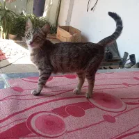 گربه