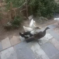 اردک سالم تخم گذار