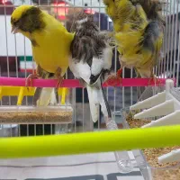 قناری فری نر کشیده بلند نر وگلستر ماده