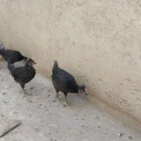 جوجه 2ماهه