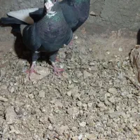 جفت سیا پلنگ کار بیست