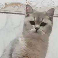 گربه برتییش نر هشت ماهه