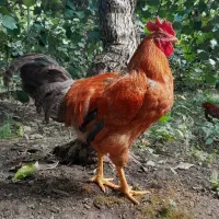 خروس|حیوانات مزرعه|لیسار, |دیوار