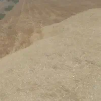 کاه جو تو گونی تحویل گناباد 14