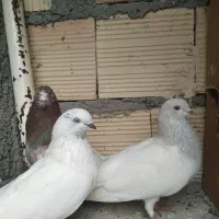 کبوتر پرشی