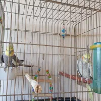 عروس هلندی