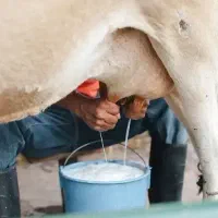 بیا ،،شیرمو ،، بخور