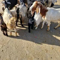 بز و بزعاله