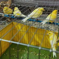 قناری واتر ژرمن