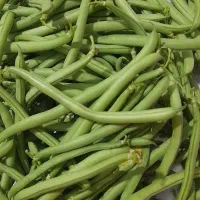 لوبیا سبز تازه